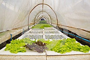 Organic vegetable farms for background.