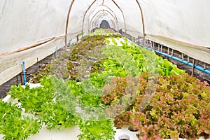 Organic vegetable farms for background.