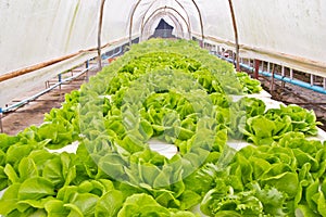 Organic vegetable farms for background.