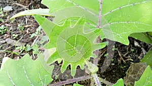 organic vegetable fresh from the garden