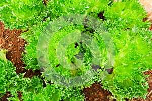 Organic vegetable, Frillice Iceberg, Lactuca sativa L.