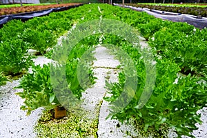 Organic vegetable, Frillice Iceberg, Lactuca sativa L.