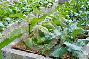 Organic vegetable garden