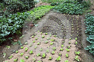 Organic vegetable garden