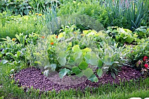 Organic vegetable garden bed