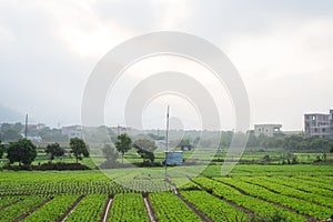 Organic Vegetable garden in china.