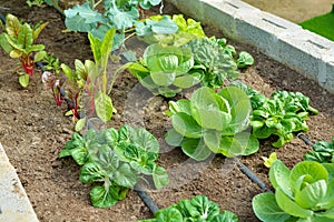 Organic vegetable garden with drip irrigation