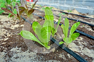 Salads in garden with drip irrigation