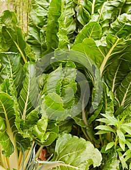 Organic vegetable garden green spinach silverbeet