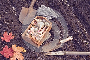 Organic vegetable garden in late summer. Autumn planting garlic in organic urban garden.