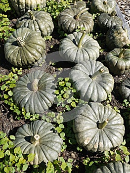 Organic vegetable garden: pumpkin harvest