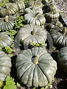 Organic vegetable garden: pumpkin harvest collection