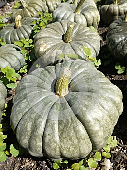 Organic vegetable garden: pumpkin harvest collection