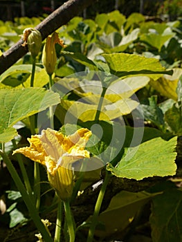 Organic vegetable garden: pumpkin patch flower