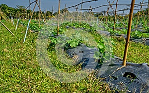 Organic vegetable garden, rows of planting vegetables