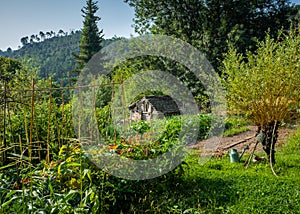 Organic vegetable garden with a shed in Southern France