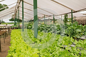 Organic vegetable gardening in the greenhouse