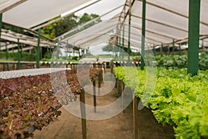 Organic vegetable gardening in the greenhouse