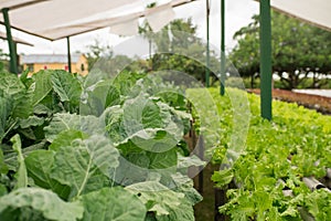 Organic vegetable gardening in the greenhouse