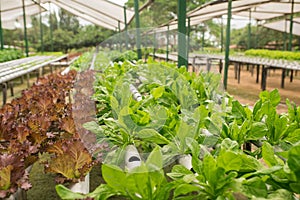 Organic vegetable gardening in the greenhouse