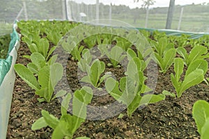 Organic vegetable,green salad bowl lettuce in plots for healthy food