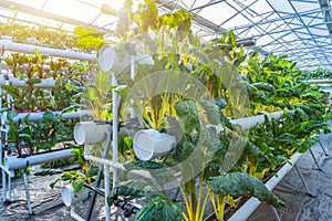 Organic vegetable in greenhouse