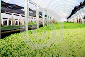 Organic vegetable are growing in greenhouse