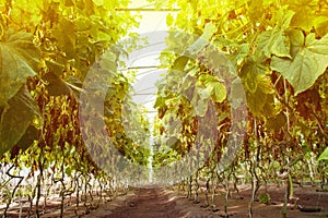 Organic vegetable growing. Young cucumber plants grow in a very large plant in a commercial greenhouse, bottom view