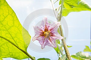 Organic vegetable growing. Young eggplant plants grow in a very large plant in a commercial greenhouse. Eggplant blooming