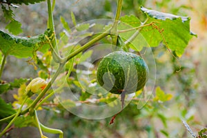 Organic vegetable home grown pumpkin, watermelon ripening in garden, fresh harvest