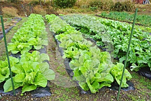 Organic vegetable planation in the village area