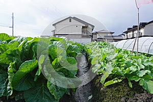 Organic vegetable planation in the village area