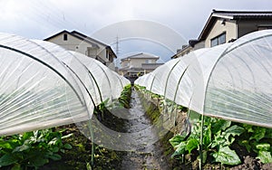 Organic vegetable planation in the village area