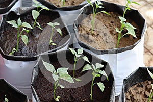 Organic vegetable plants growing in the plastic grow bags in the home kitchen garden. photo
