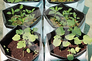 Organic vegetable plants growing in the plastic grow bags kept on the terrace farm.