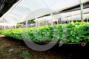 Organic vegetable on plots