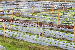 Organic vegetable plots