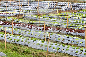 Organic vegetable plots photo