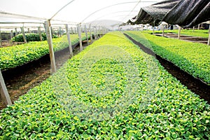 Organic vegetable plots in green house