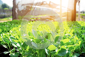 Organic vegetable on plots at sunlight