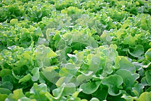 Organic Vegetable salad with fresh green leaves and appetizing.