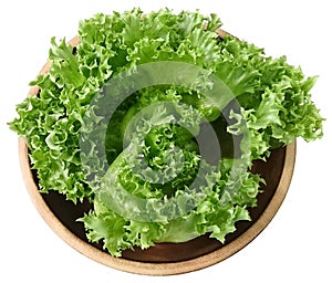 Organic Vegetable for salad green frillice iceberg lettuce isolated on white background