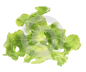 Organic Vegetable for salad green frillice iceberg lettuce isolated on white background