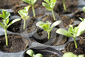 Organic vegetable seedlings photo