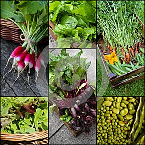 Organic Vegetable Set Collage