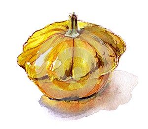 Organic vegetable squash yellow watercolor sketch