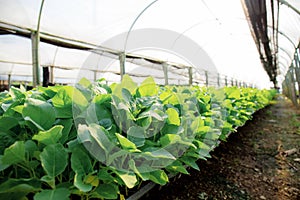 Organic vegetable with sunlight