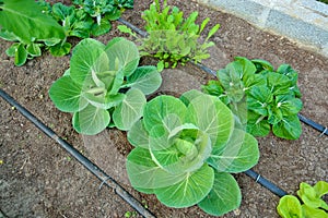 Organic vegetable uses drip irrigation system