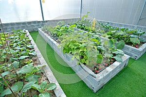 Organic vegetable uses drip irrigation system