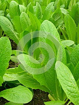 Organic vegetables photo